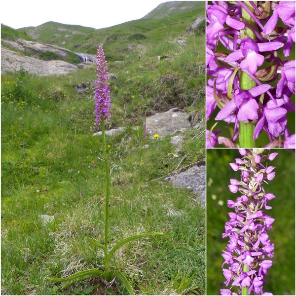 Gymnadenia conopsea var.aestivalis - Parco nazionale Gran Sasso e Laga  luglio 2020_2024.